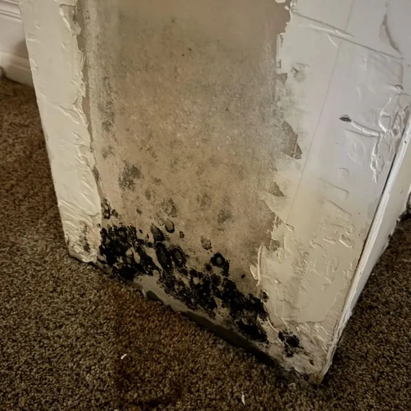 Professional Mold Removal in Tipton County, IN